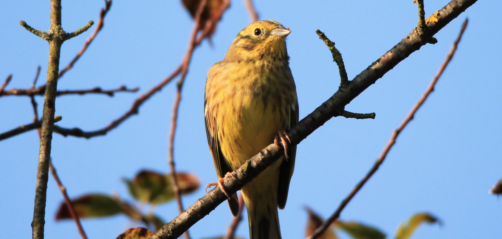 Sąsiad z leśnej dziczy