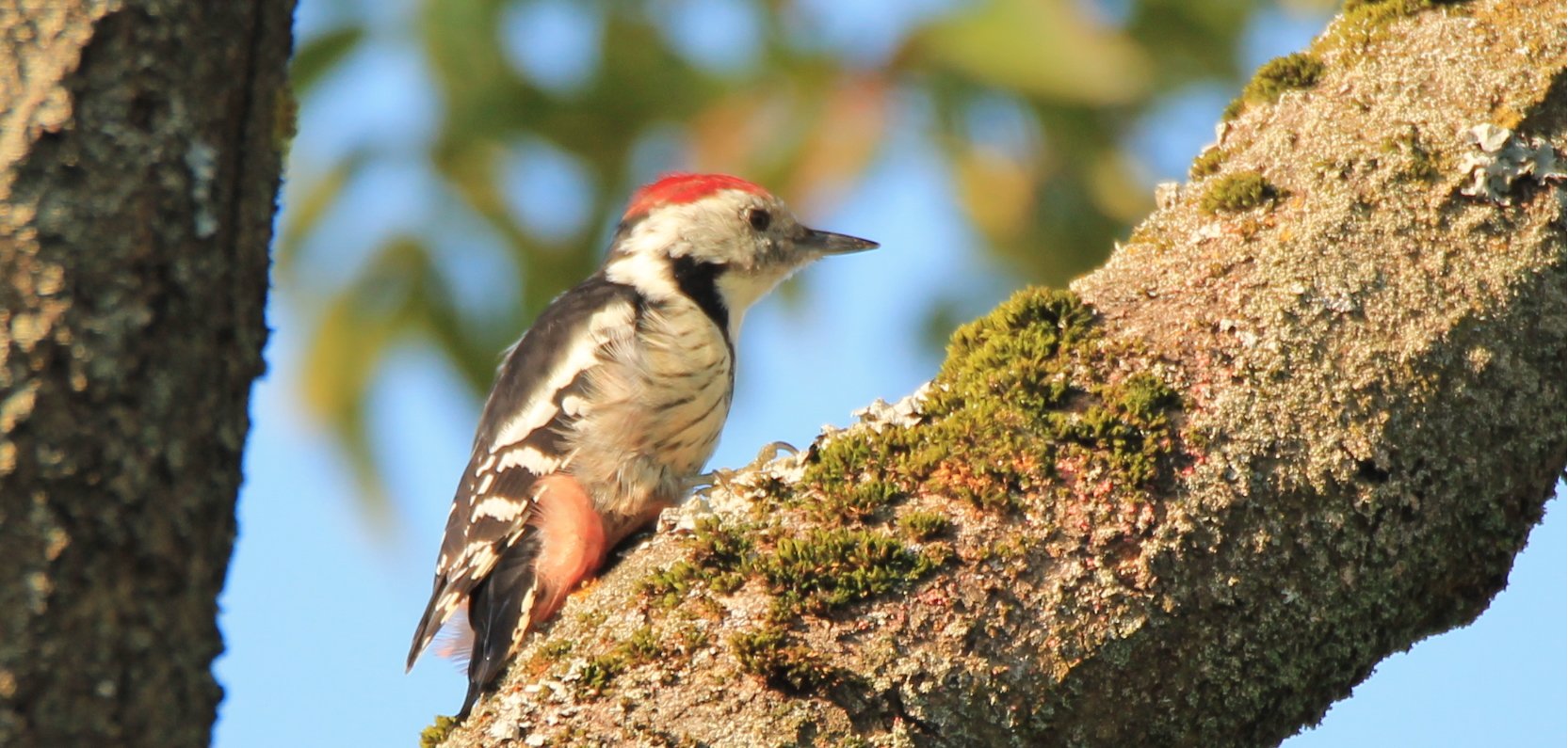 Sąsiad z leśnej dziczy