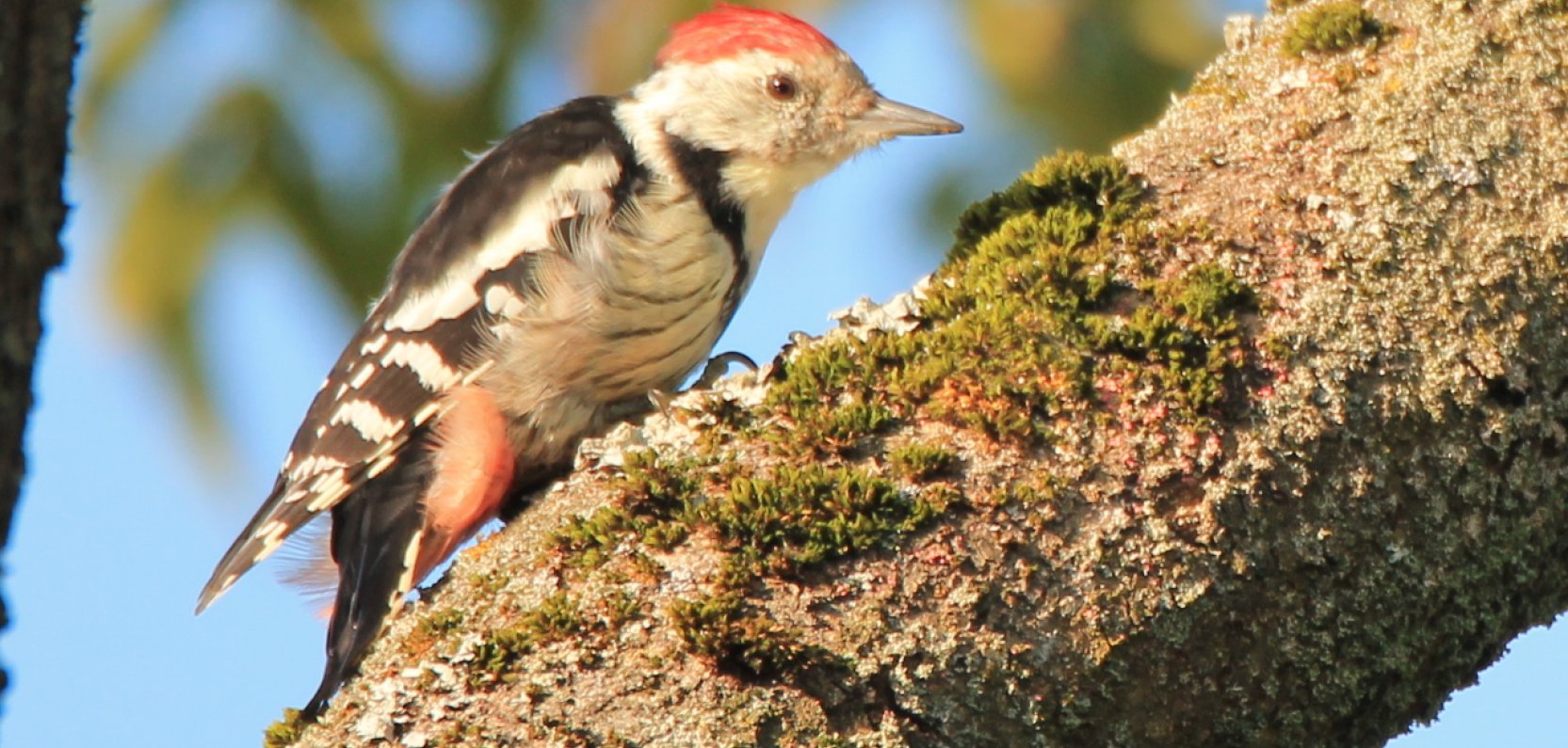 Przedstawiciele wszystkich dzięciołowatych w okolicy naszej Polany