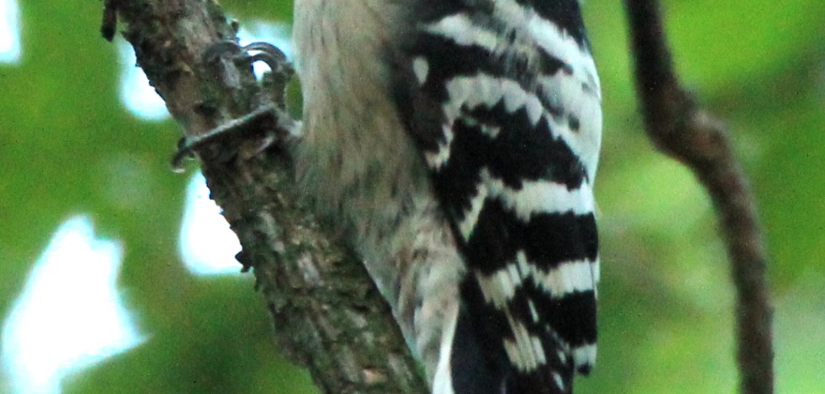 Przedstawiciele wszystkich dzięciołowatych w okolicy naszej Polany