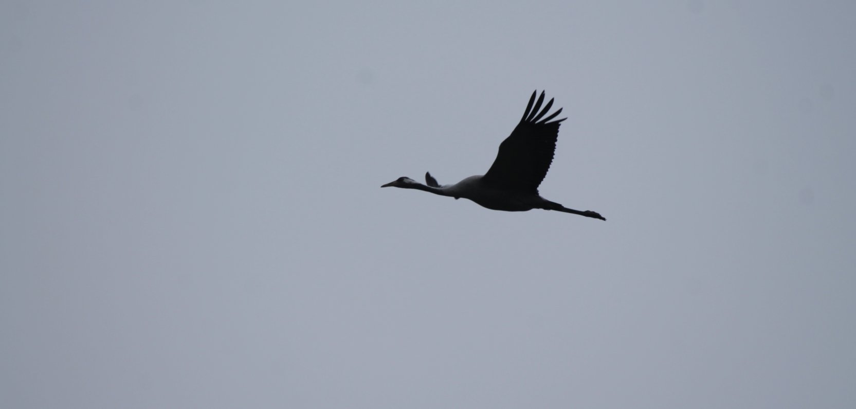 Czas wielkich migracji