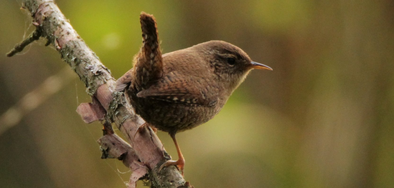 Sąsiad z leśnej dziczy