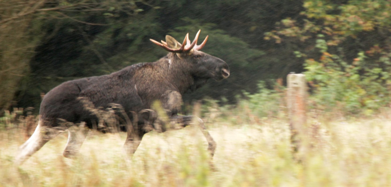Łoś to bliski sąsiad Hotelu Bonifacio