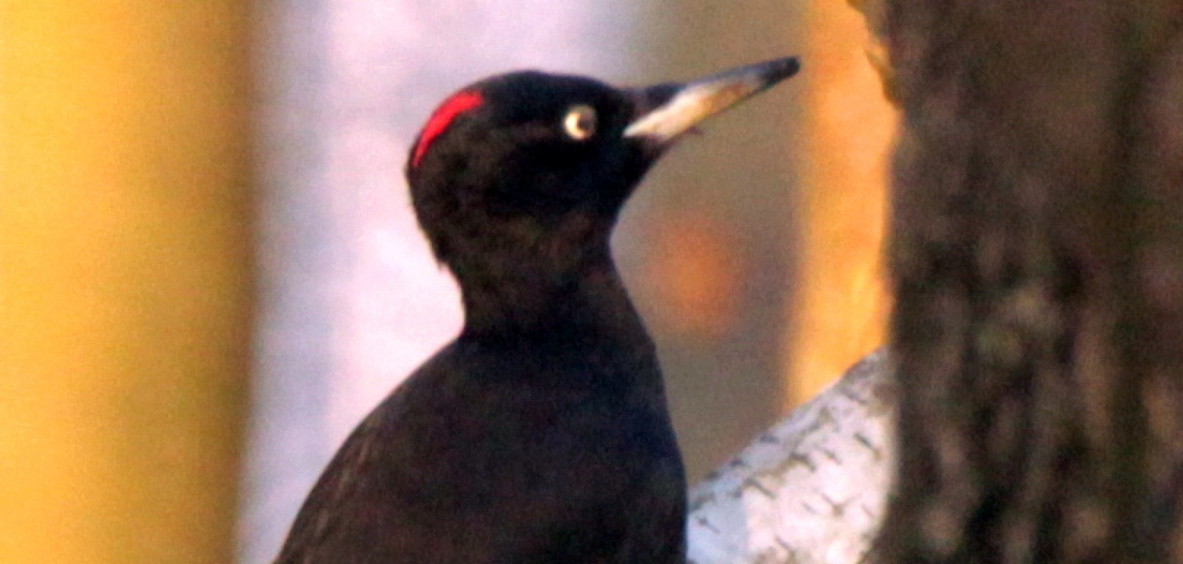 Przedstawiciele wszystkich dzięciołowatych w okolicy naszej Polany