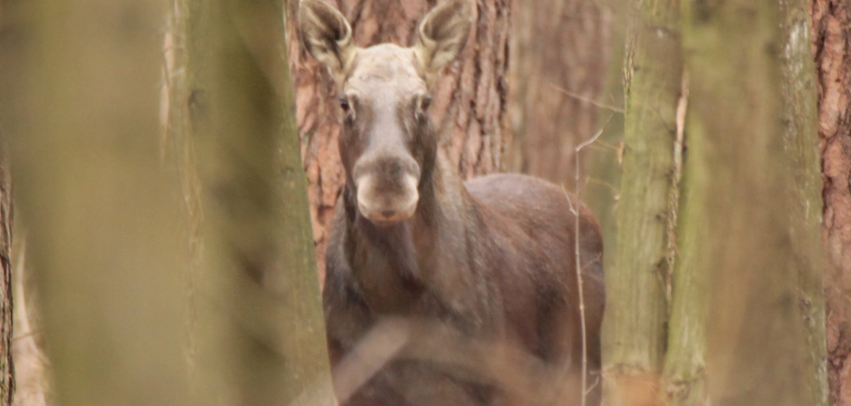 Łoś to bliski sąsiad Hotelu Bonifacio