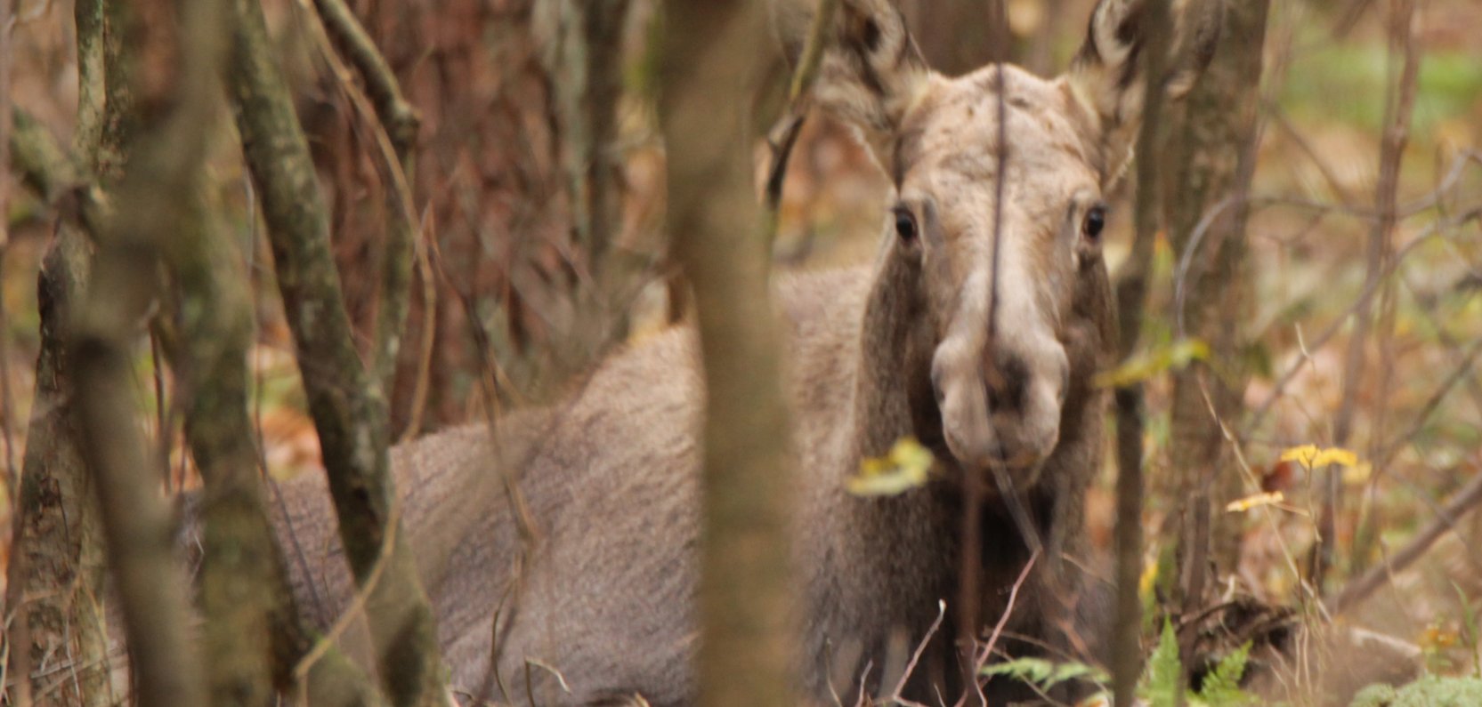 Łoś to bliski sąsiad Hotelu Bonifacio