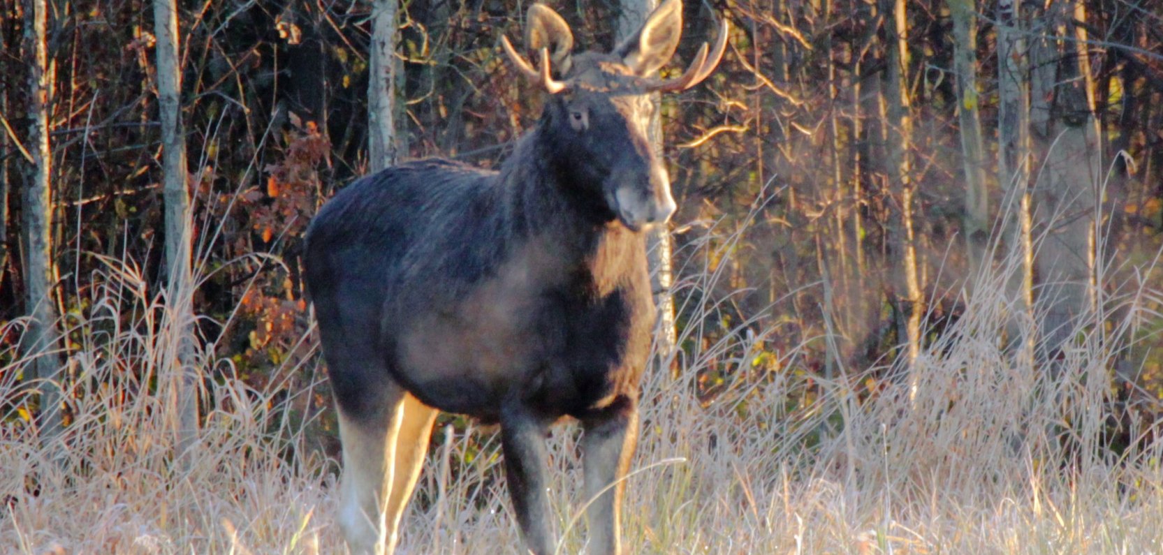 Łoś to bliski sąsiad Hotelu Bonifacio