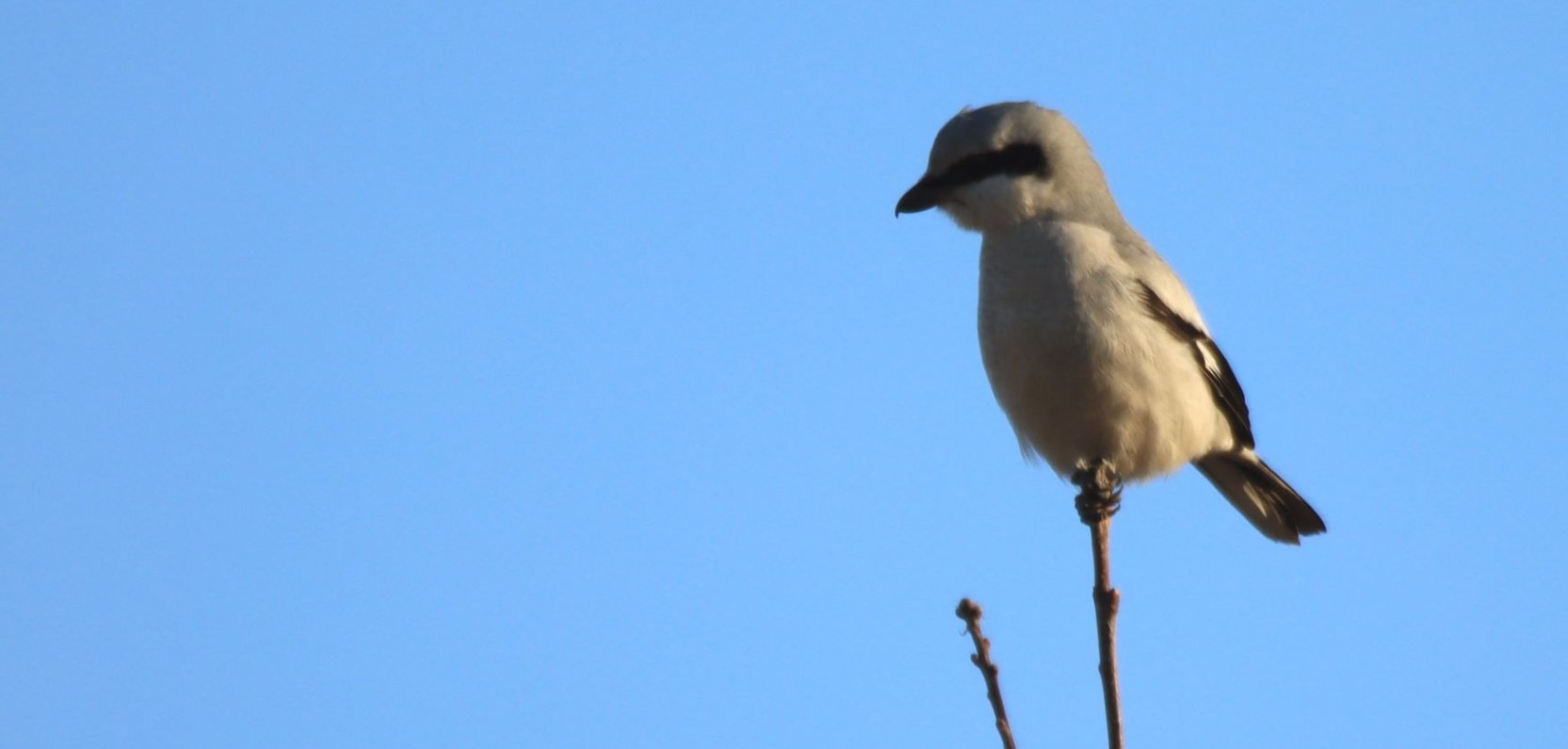 Na skraju lasu, wśród pól, bardzo często spotkać można srokosza.