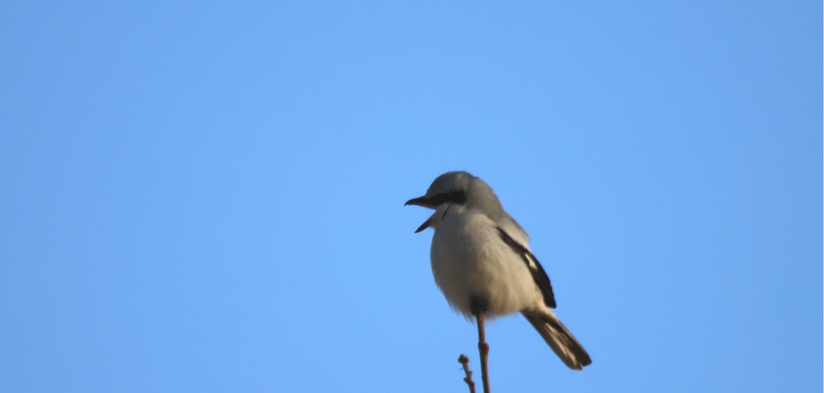 Na skraju lasu, wśród pól, bardzo często spotkać można srokosza.