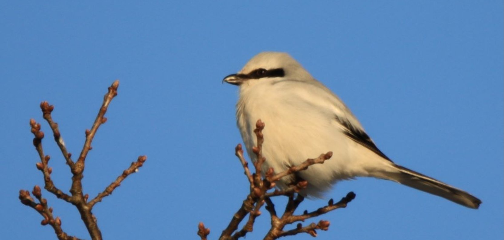 Na skraju lasu, wśród pól, bardzo często spotkać można srokosza.