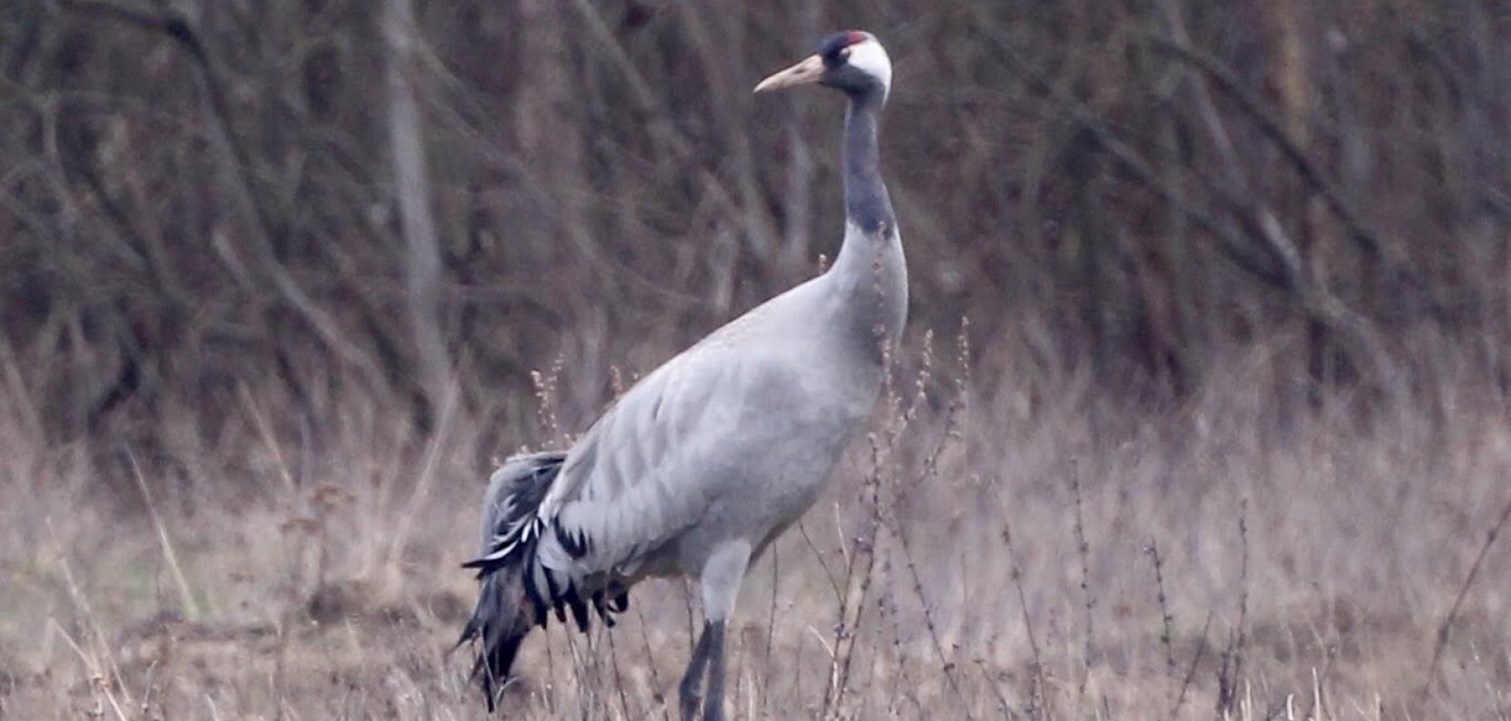 Czas wielkich migracji