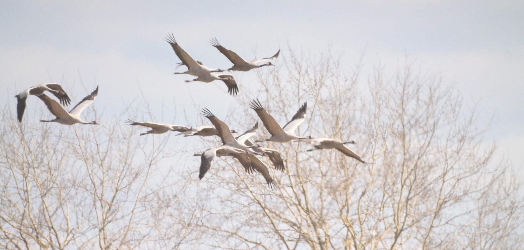 Czas wielkich migracji