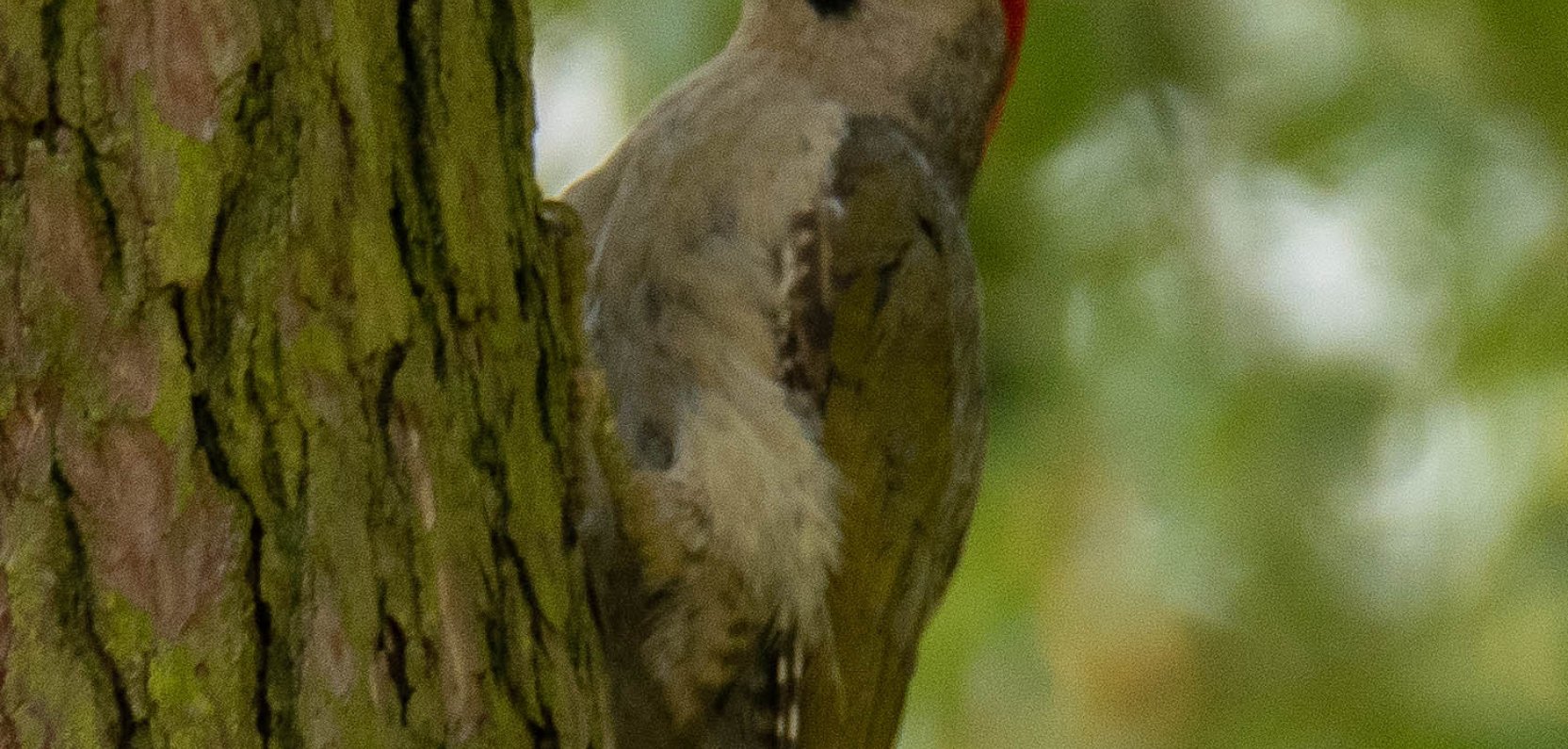 Przedstawiciele wszystkich dzięciołowatych w okolicy naszej Polany