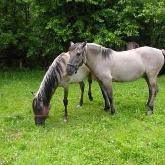 Koniki Polskie w Bonifacio