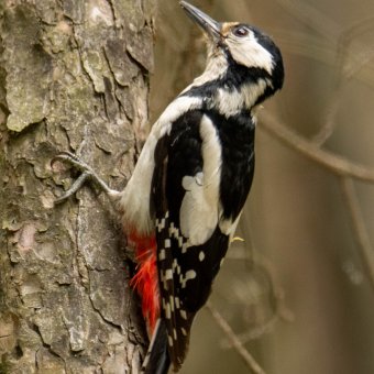 Przedstawiciele wszystkich dzięciołowatych w okolicy naszej Polany