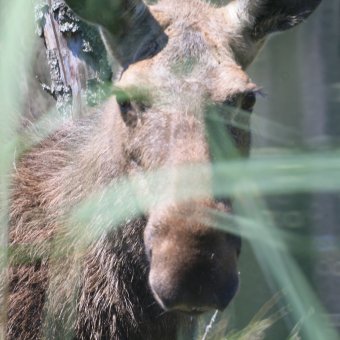 Łoś to bliski sąsiad Hotelu Bonifacio