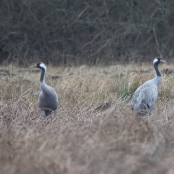 Nasze żurawie już są!
