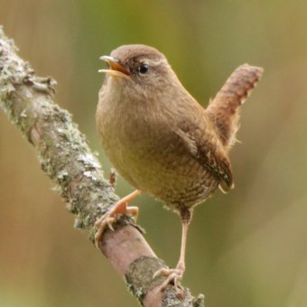 Strzyżyk - jeden z naszych uroczych sąsiadów