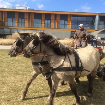 Horse Carriage Rides 
