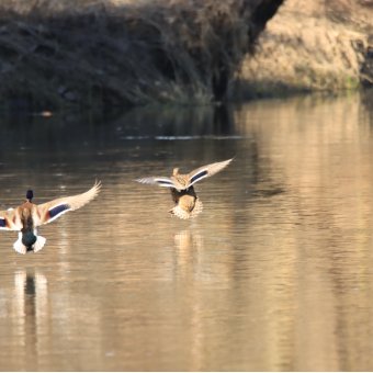 Wkra dla miłośników obserwacji przyrody