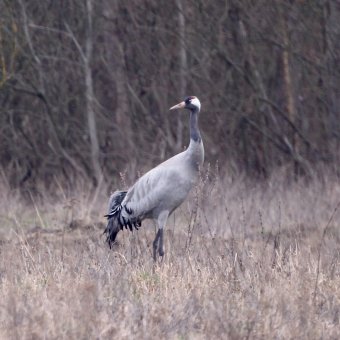 Czas wielkich migracji