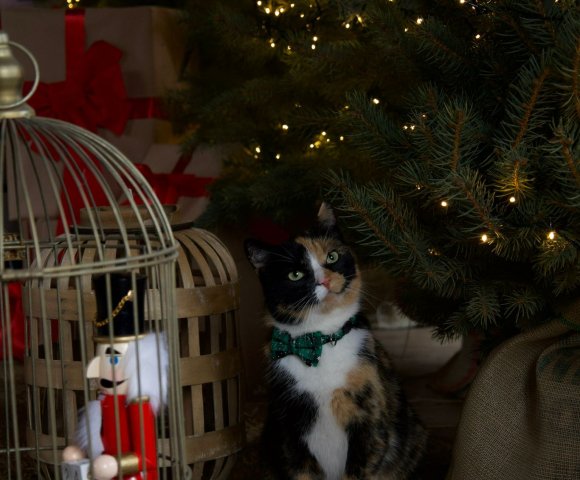 Świąteczne spotkania firmowe w rytmie Biowellness