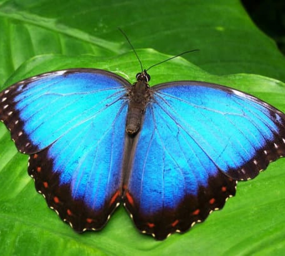 Motylarnia