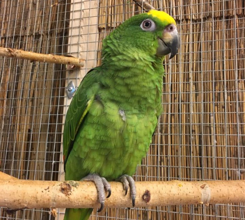 Papugarnia