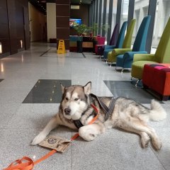 Zaplanuj city break ze swoim psiakiem! 