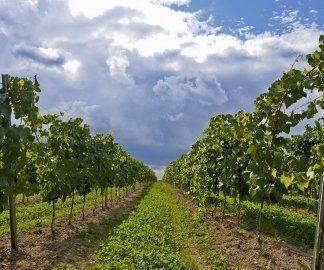 Winnica Turnau partnerem II Forum Hotelarzy IGHP