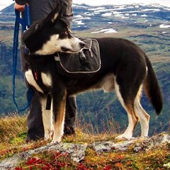 Z PSEM PO KARKONOSZACH