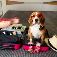 Wiosenny wypoczynek z psem na Mazurach