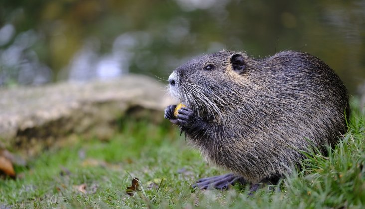 Rezerwat przyrody Ostoja bobrów na rzece Pasłęce – Malownicza lokalizacja Masuria Hotel & SPA