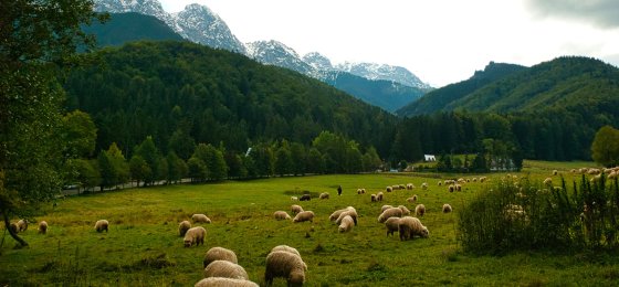 Kościelisko