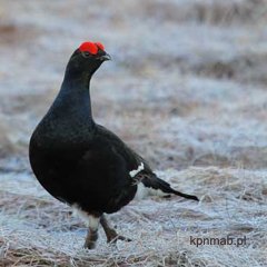 CIETRZEWIE W KARKONOSZACH