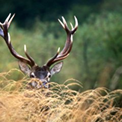 KPN ZAPRASZA NA RYKOWISKO