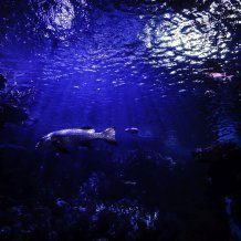 Ozeanarium