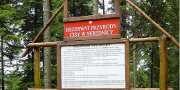 Rezerwat przyrody Cisy w Serednicy