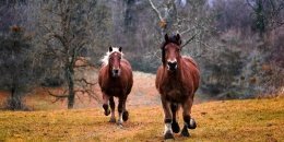 "U Prezesa" Joanna and Ryszard Krzeszewscy's Mountain Horse Riding Resort - Chmiel