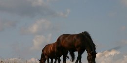 Karolina and Witold Smoleńscy's Hucul horse farm - Polana