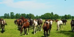 Hannover horse farm - DutkaKonie - Czarna Dolna