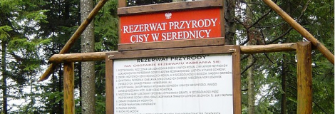 Rezerwat przyrody Cisy w Serednicy