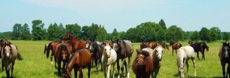 Hannover horse farm - DutkaKonie - Czarna Dolna
