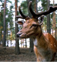 Park of Wild Animals in Kadzidłowo