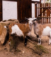 Regulamin konkursu „Imiona dla Zalesiańskich kózek”