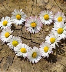 Wiosna w pełnym rozkwicie w Zalesiu