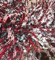 Pierwszy śnieg w Zalesiu ❄❄❄