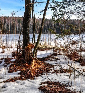 Sincerely recommended