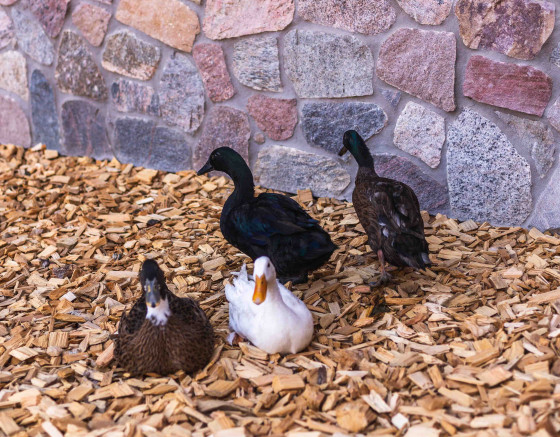 Natural Children’s Farm