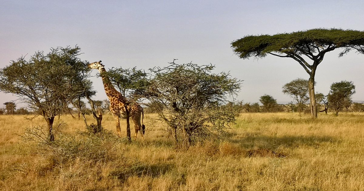 Zanzibar Queen Hotel